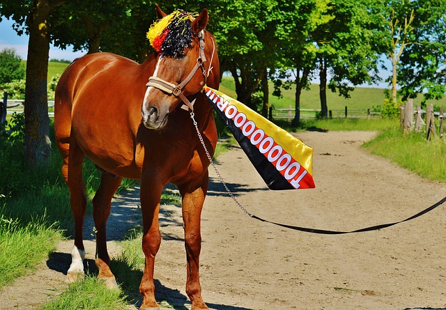 杰隆布朗首秀，辽宁男篮4外援出战杯赛，姜宇星+付豪主攻 剑指首胜